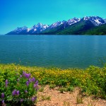 Flowers and mountains, Grand Tetons National Park