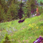 Bear-ly seen in the distance, Yellowstone National Park