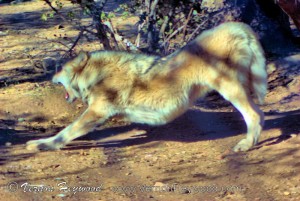 Visitors to the California Wolf Center disturb the Rocky Mountain gray wolves from their post feast slumber. A stretch and quick scan of the perimeter are in order before retiring to the safety of the brush.