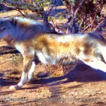 Visitors to the California Wolf Center disturb the Rocky Mountain gray wolves from their post feast slumber. A stretch and quick scan of the perimeter are in order before retiring to the safety of the brush.