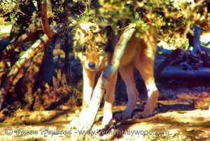 Watching the visitors to the California Wolf Center from the safety of cover.