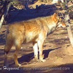 Rocky Mountain gray wolves seeing what all the commotion is about as the visitors arrive.
