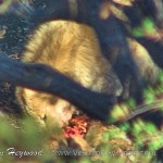 Spied through the brush, a Rocky mountain gray wolf tears into it's meal.