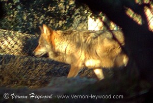 This Mexican gray wolf hides behind a grove of trees, only visible as it passes through a distant gap between the trunks and shrubs.