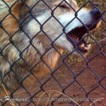 Alpha Mexican gray wolf marking her territory with the scent glands in her jaw so the silly visitors understand they are not supposed to be here.