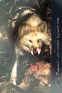 A Rocky Mountain gray wolf protects his meal from circling ravens and the prying eyes of California Wolf Center visitors.