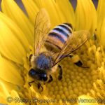 Bee in California Sunflower in O'Neill Regional Park