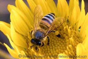 Honey Bee in a California Sunflower in O'Neill Regional Park