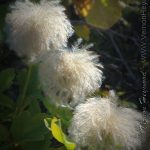 Chaparral Clematis Seed Heads in O'Neill Regional Park