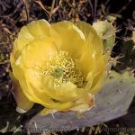 Yellow Prickly Pear Cactus Flower in O'Neill Regional Park