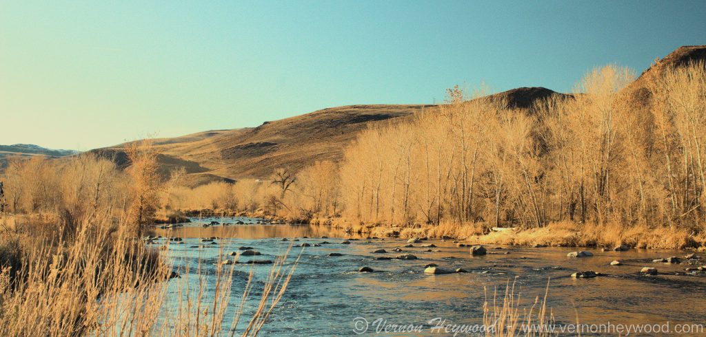 The Truckkee River flowing pass the trees of winter at MCCarran Ranch Reserve