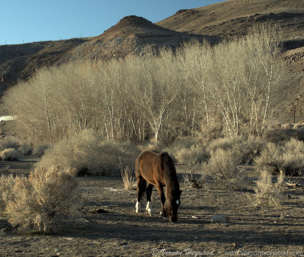 A lone wild horse grazing among the winter foliage