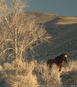 A wild mustang munches on grass as the last rays of daylight set on the McCarran Ranch Preserve.